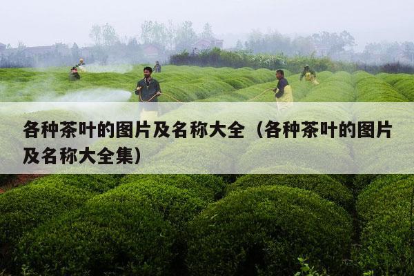 各种茶叶的图片及名称大全（各种茶叶的图片及名称大全集）