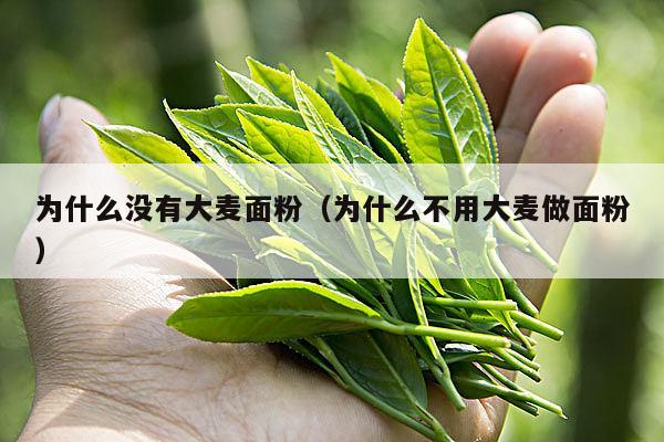 为什么没有大麦面粉（为什么不用大麦做面粉）