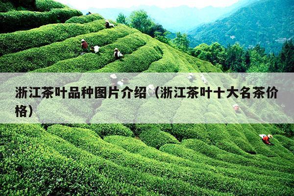 浙江茶叶品种图片介绍（浙江茶叶十大名茶价格）