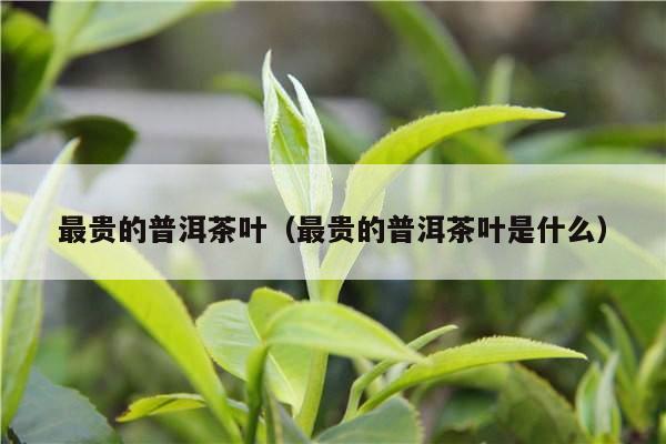 最贵的普洱茶叶（最贵的普洱茶叶是什么）