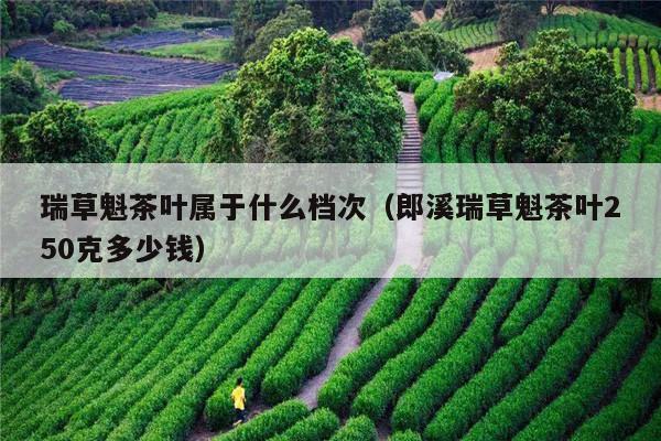 瑞草魁茶叶属于什么档次（郎溪瑞草魁茶叶250克多少钱）