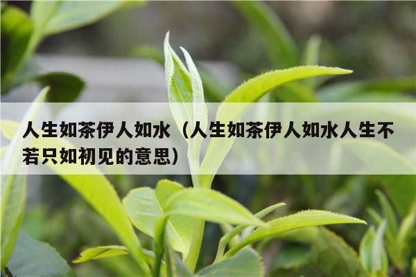 人生如茶伊人如水（人生如茶伊人如水人生不若只如初见的意思）