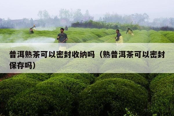 普洱熟茶可以密封收纳吗（熟普洱茶可以密封保存吗）