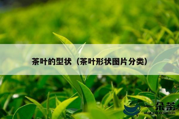 茶叶的型状（茶叶形状图片分类）