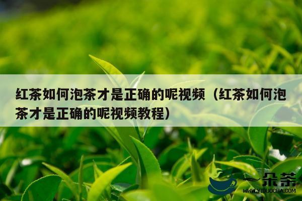 红茶如何泡茶才是正确的呢视频（红茶如何泡茶才是正确的呢视频教程）