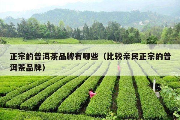 正宗的普洱茶品牌有哪些（比较亲民正宗的普洱茶品牌）