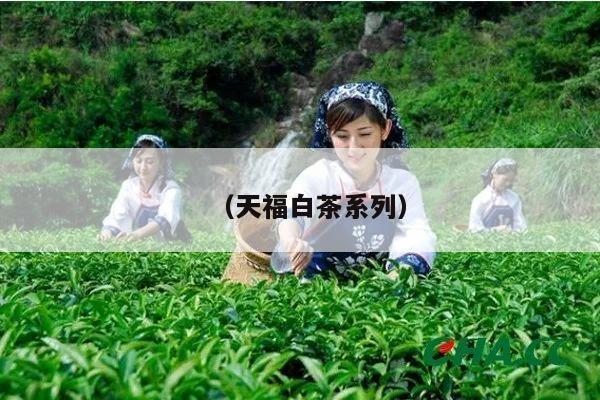 （天福白茶系列）