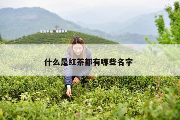 什么是红茶都有哪些名字 