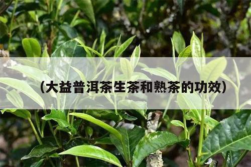 （大益普洱茶生茶和熟茶的功效）