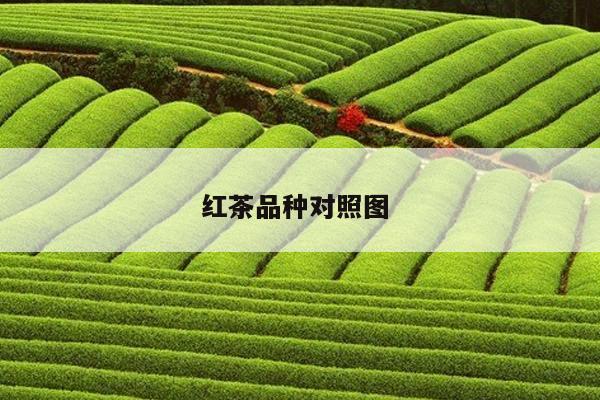 红茶品种对照图 