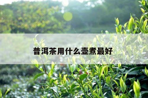 普洱茶用什么壶煮最好 