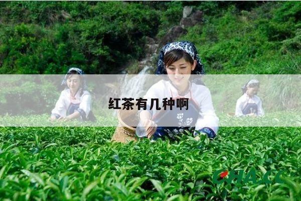 红茶有几种啊 