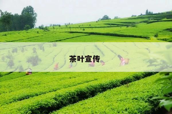 茶叶宣传 