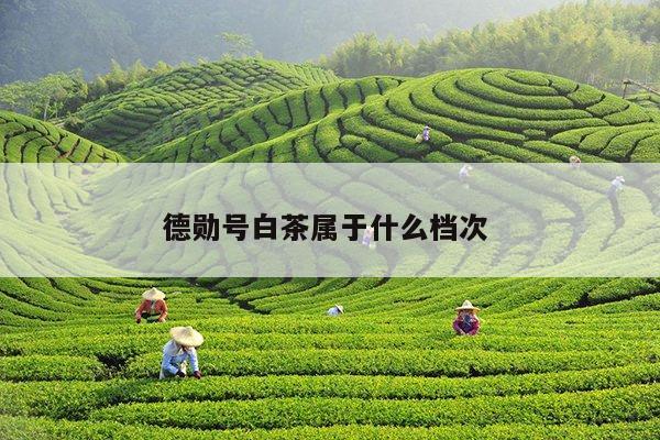 德勋号白茶属于什么档次 