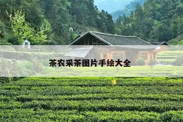 茶农采茶图片手绘大全 