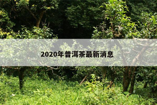 2020年普洱茶最新消息 