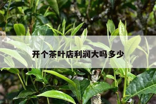 开个茶叶店利润大吗多少