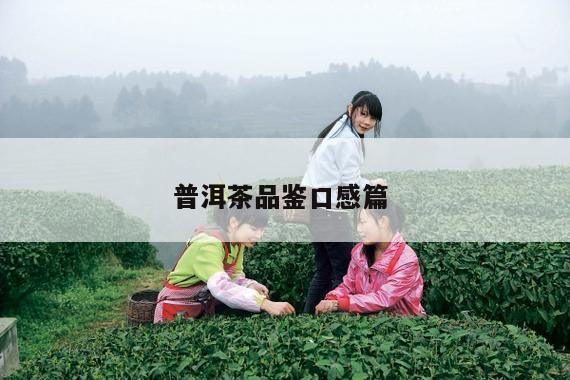 普洱茶品鉴口感篇 