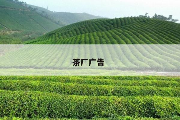 茶厂广告 