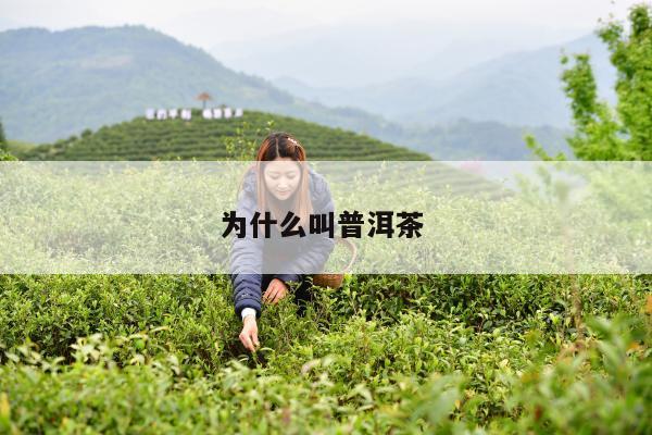 为什么叫普洱茶 