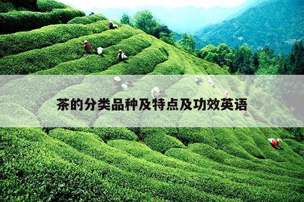 茶的分类品种及特点及功效英语