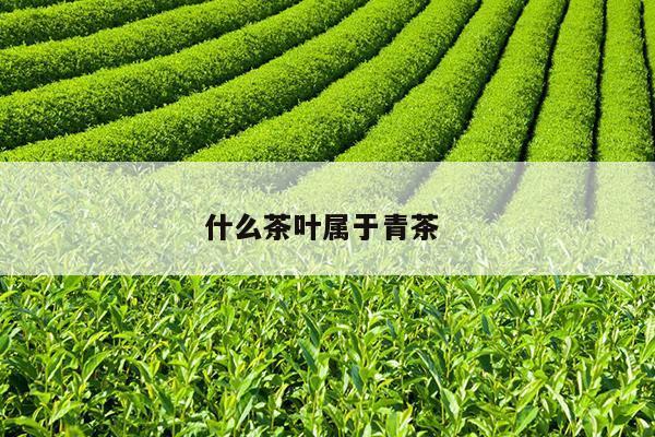 什么茶叶属于青茶 