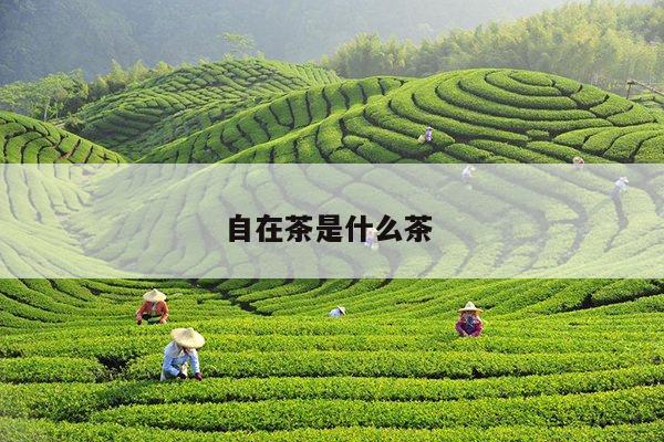 自在茶是什么茶 