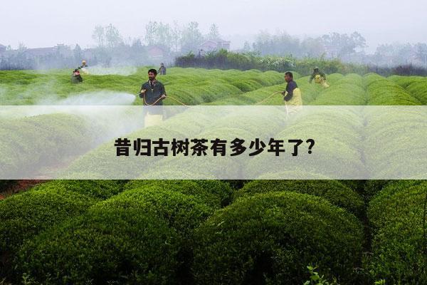 昔归古树茶有多少年了?