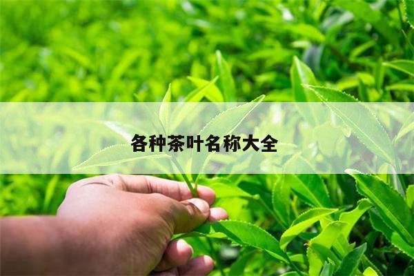 各种茶叶名称大全 