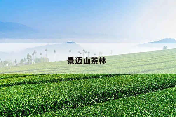 景迈山茶林 