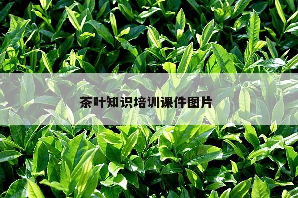 茶叶知识培训课件图片 