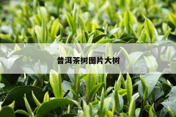 普洱茶树图片大树