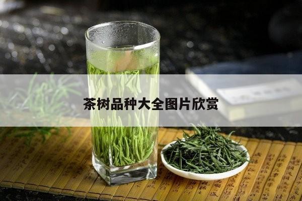 茶树品种大全图片欣赏