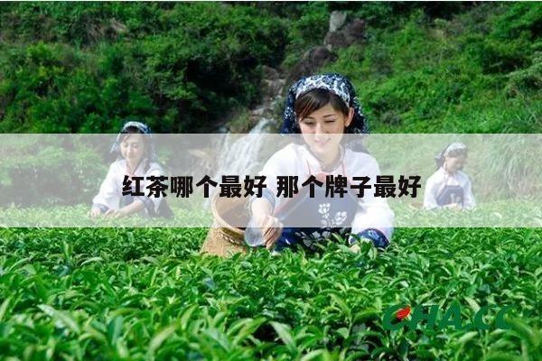 红茶哪个最好 那个牌子最好