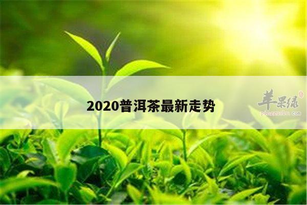 2020普洱茶最新走势 