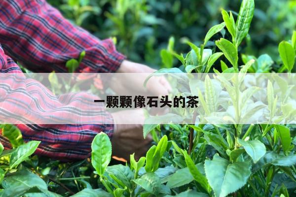 一颗颗像石头的茶 