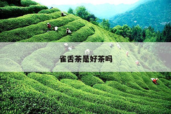 雀舌茶是好茶吗