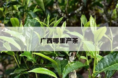 广西哪里产茶