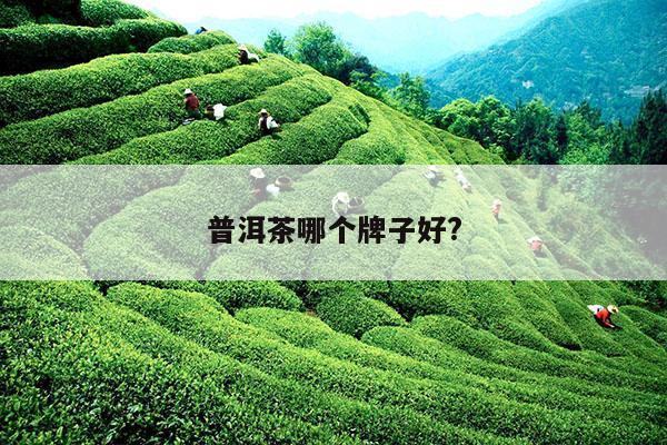 普洱茶哪个牌子好?