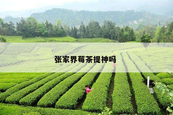 张家界莓茶提神吗 