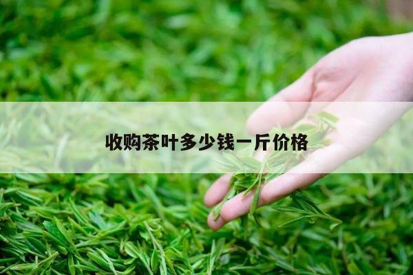 收购茶叶多少钱一斤价格