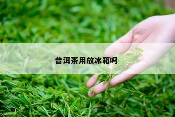 普洱茶用放冰箱吗 