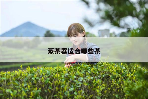 蒸茶器适合哪些茶