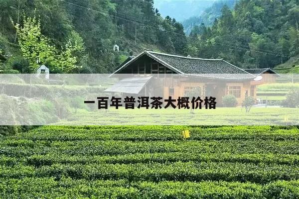 一百年普洱茶大概价格