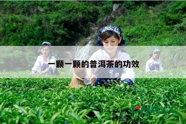 一颗一颗的普洱茶的功效