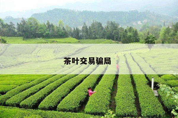 茶叶交易骗局 