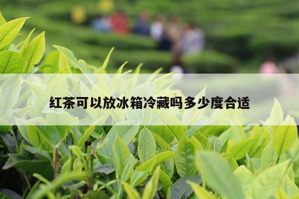 红茶可以放冰箱冷藏吗多少度合适