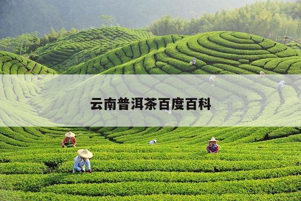 云南普洱茶百度百科