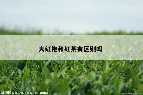 大红袍和红茶有区别吗 