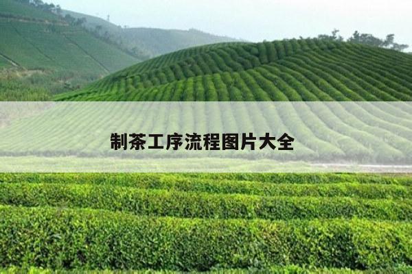 制茶工序流程图片大全 